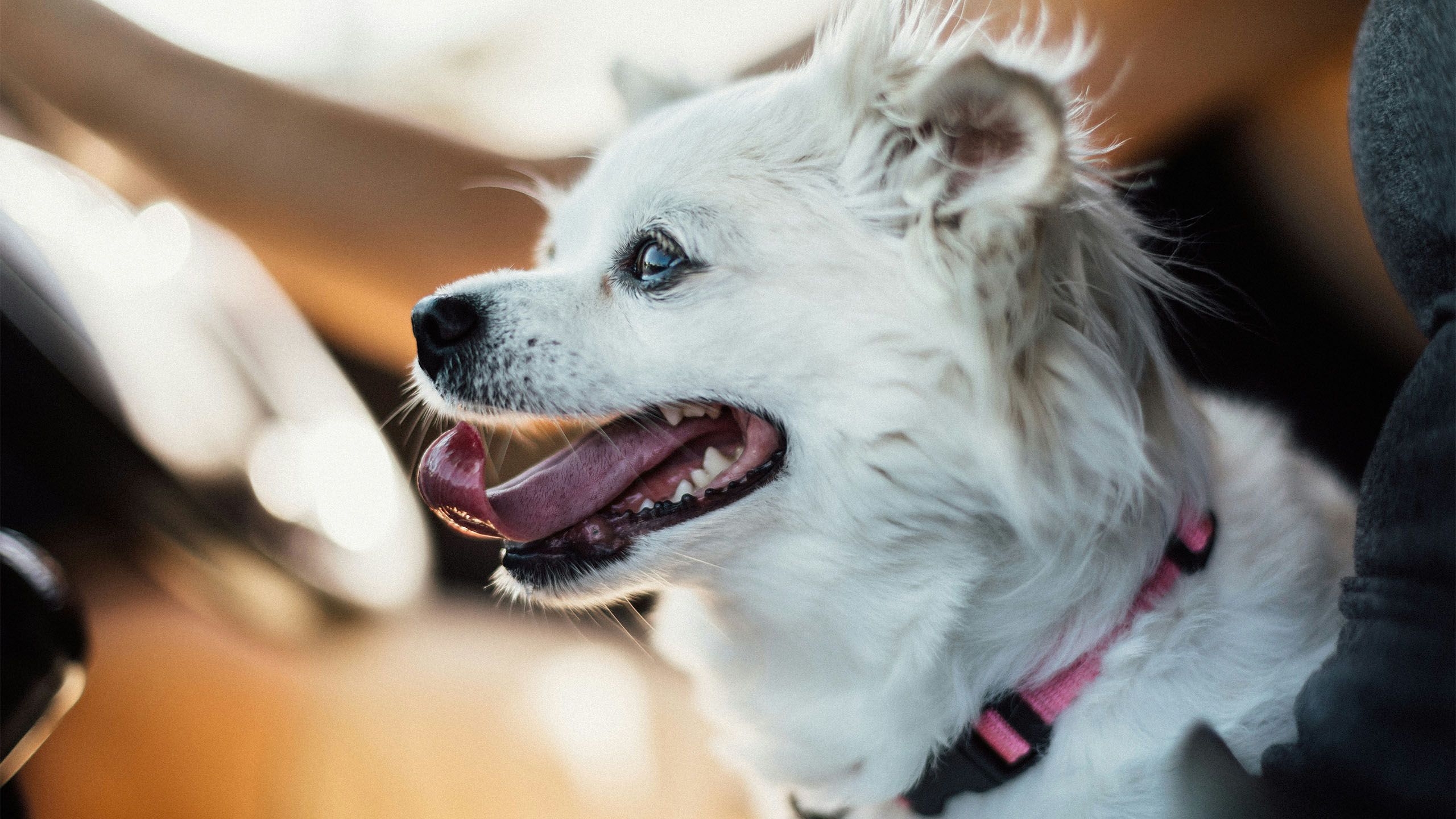 anima-visual-y3qbzdypife-unsplash-copy Dog tongue out