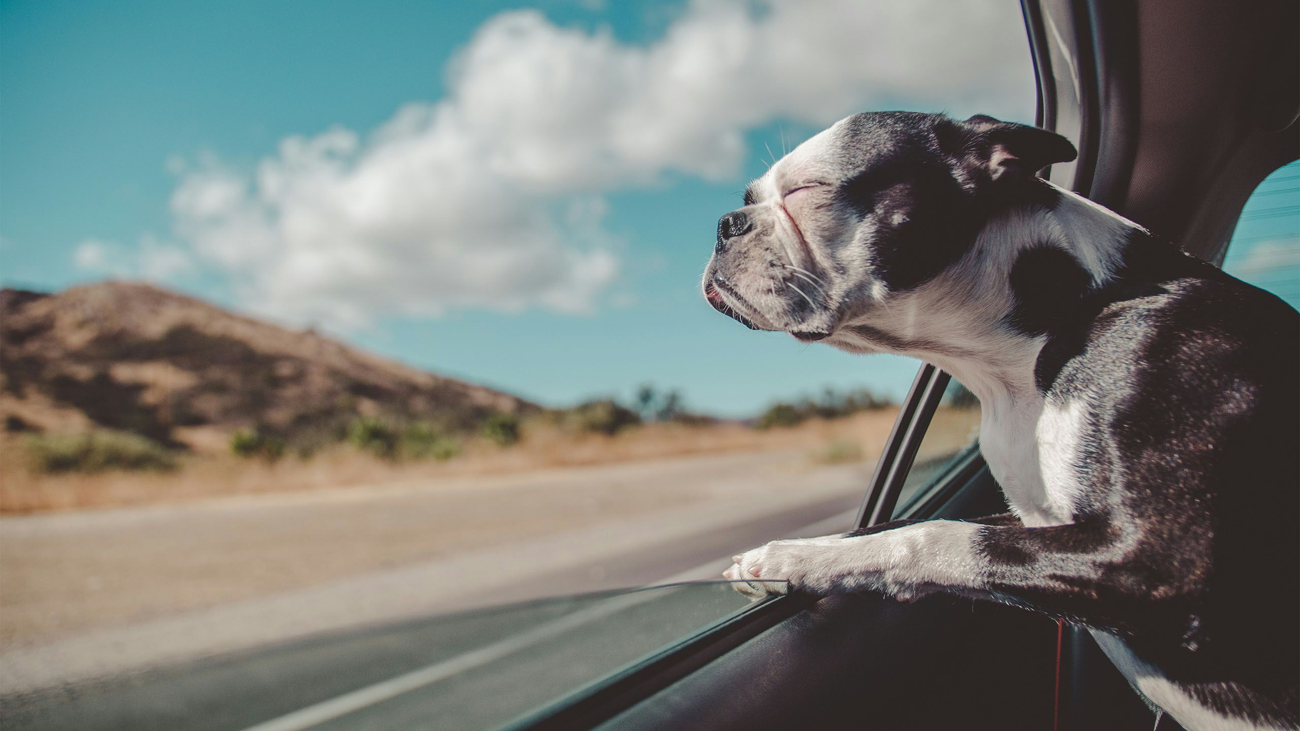 avi-richards-ayhgchnosgy-unsplash-copy Dog at car window