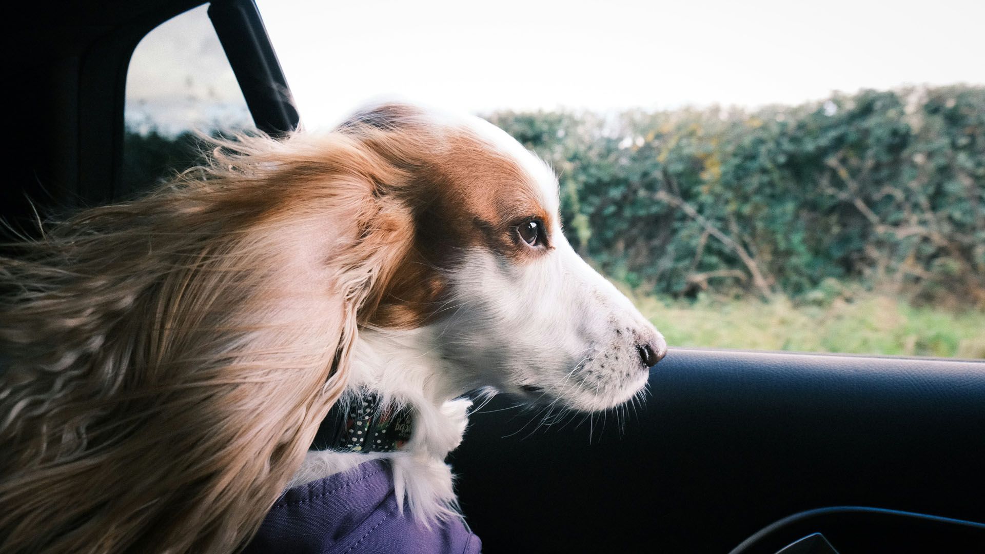 tesla-dog-mode1 Dog on seat of car